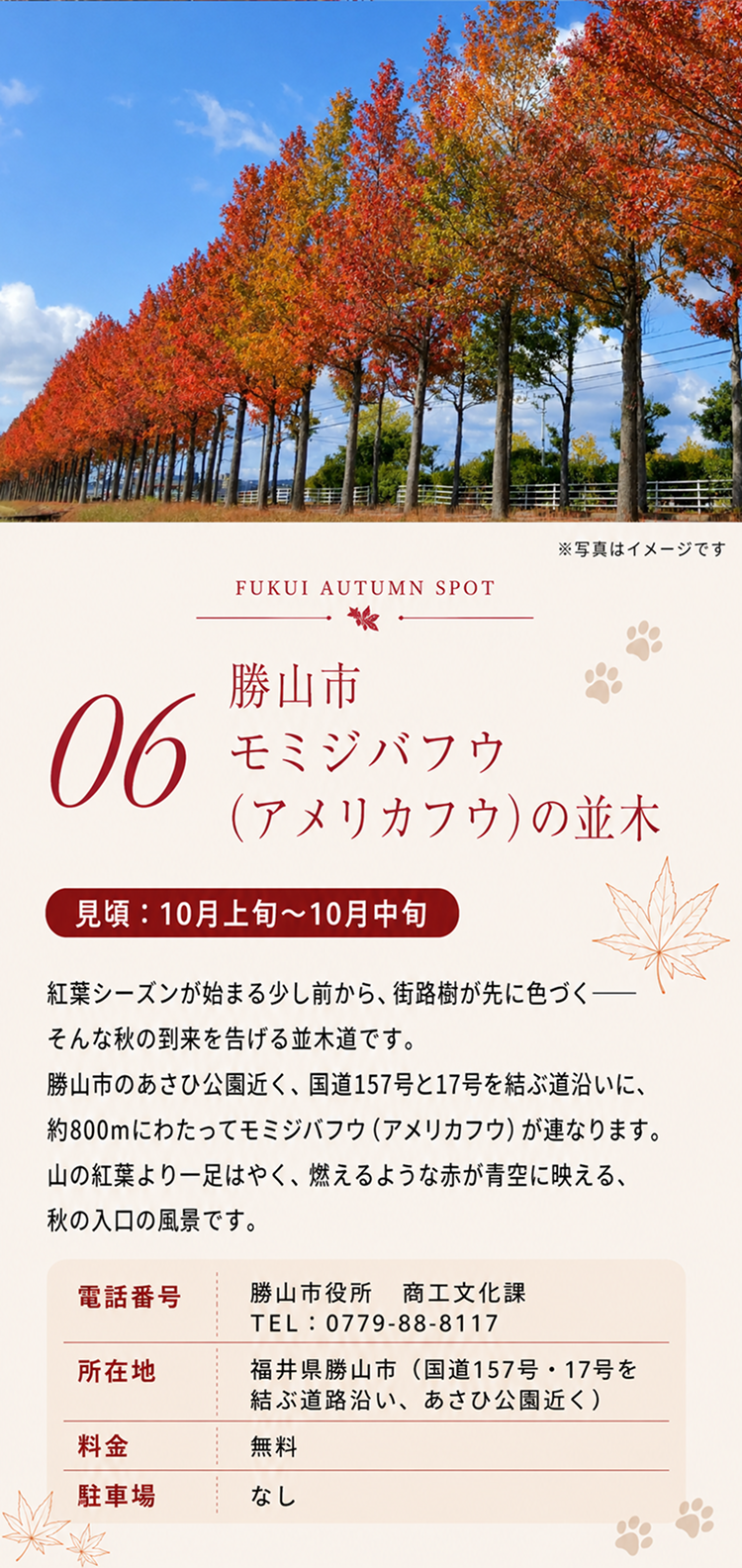 勝山市 モミジバフウの並木