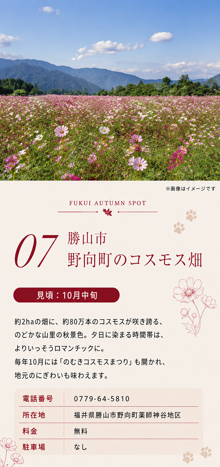 勝山市 野向町のコスモス畑