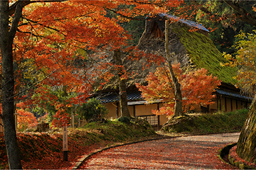越前市 花筐公園の紅葉