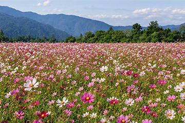 勝山市 野向町のコスモス畑